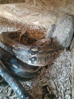 Boa constrictor “Lucie” 2 meter + terrarium compleet, Slang, 0 tot 2 jaar