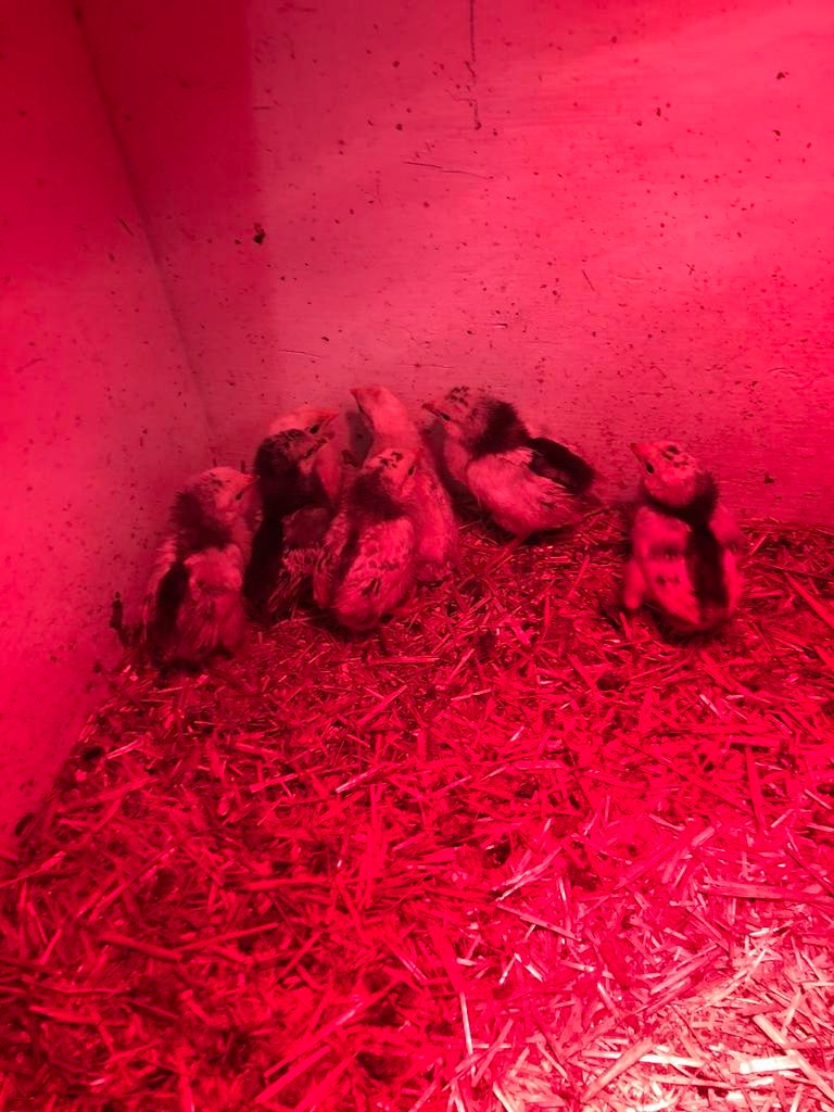 Kuikentjes, Dieren en Toebehoren, Geslacht onbekend, Kip
