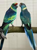 Diverse vogels!, Dieren en Toebehoren, Meerdere dieren, Parkiet, Geringd