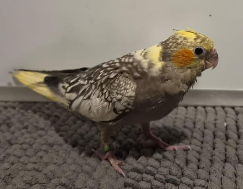 Jonge handtamme EAM valkparkiet DNA gesekst, Vrouwelijk, Parkiet, Geringd