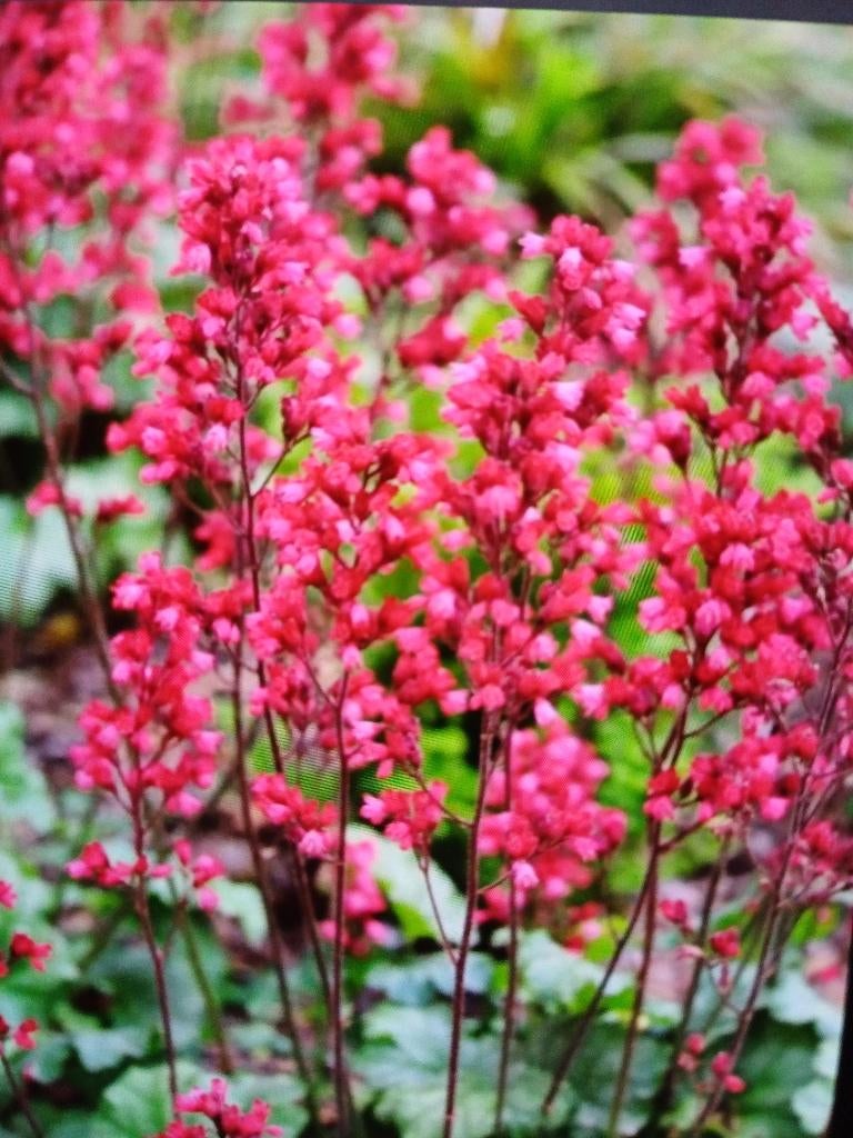 Purperklokje borderplant tuinplant, Tuin en Terras, Planten | Tuinplanten, Ophalen, Overige soorten, Halfschaduw