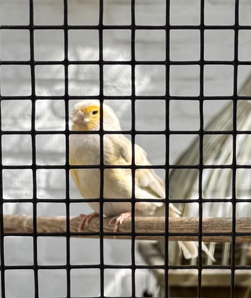 Kanarie pop, Vrouwelijk, Tropenvogel, Geringd