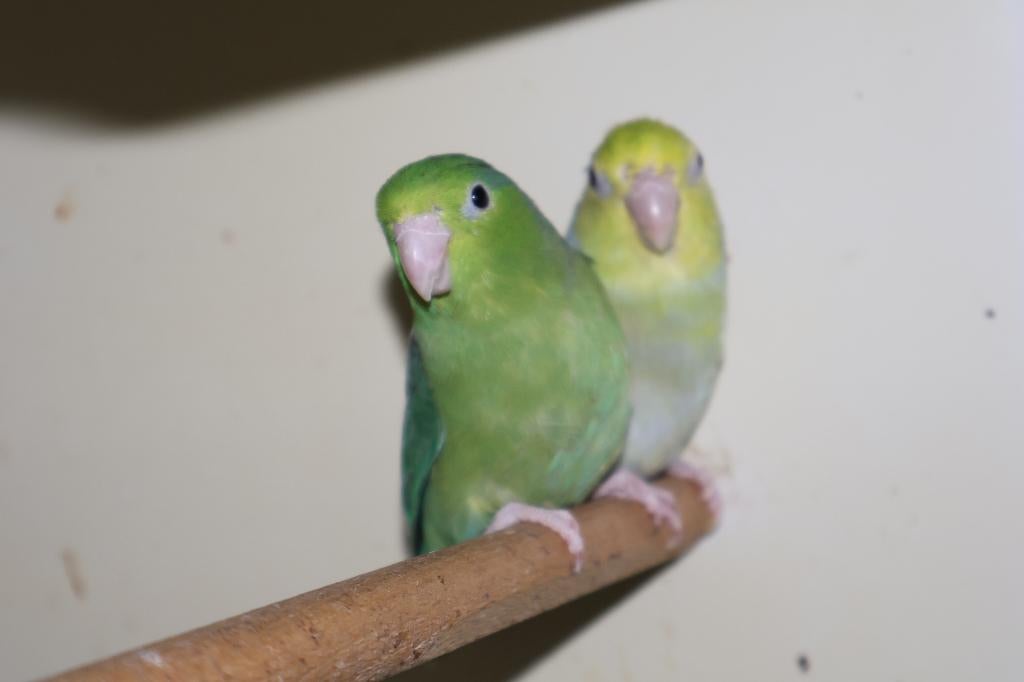 Forpus Koppel, Dieren en Toebehoren, Meerdere dieren, Parkiet