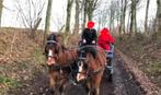 Pony welsch A. 17 j. 2  ruin met goede papieren., Dieren en Toebehoren, Pony's, Ruin