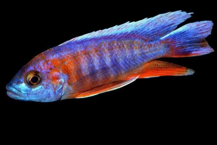 Malawi Cichliden: Aulonocara eureka, Vis, Zoetwatervis