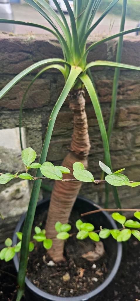 Yucca Palmlelie, Ophalen, Overige soorten, Volle zon