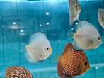 Blue Diamond Discus, Vis, Zoetwatervis