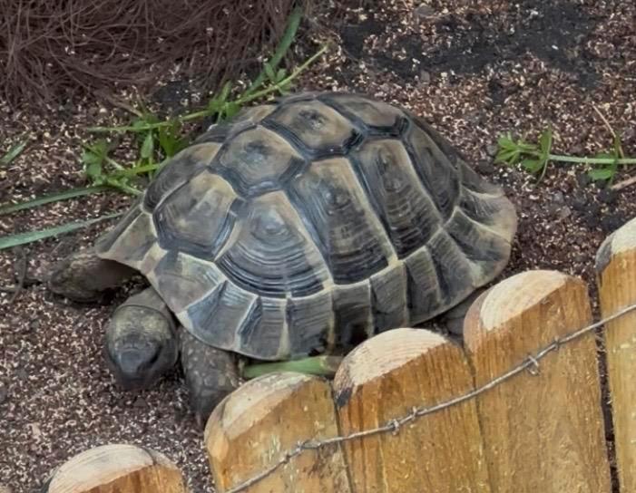 Hermanni boettgeri mannetje, 13 jaar (griekse landschildpad) Tortoise - male for sale from Fam Kicken