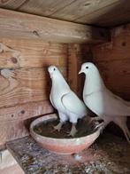 Takla, Dieren en Toebehoren, Vogels | Duiven