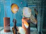 Calico Discus, Symphysodon Discus, Vis, Zoetwatervis