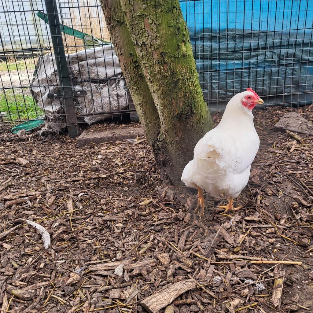 Plymouth rock kriel kippen, Dieren en Toebehoren, Vrouwelijk, Kip