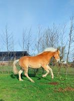 Haflinger jaarling merrie, Merrie, Minder dan 160 cm, 0 tot 2 jaar, Recreatiepaard
