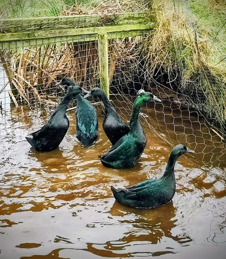 Broedeieren Indische loopeenden kans op kuif, Dieren en Toebehoren, Pluimvee, Geslacht onbekend, Eend