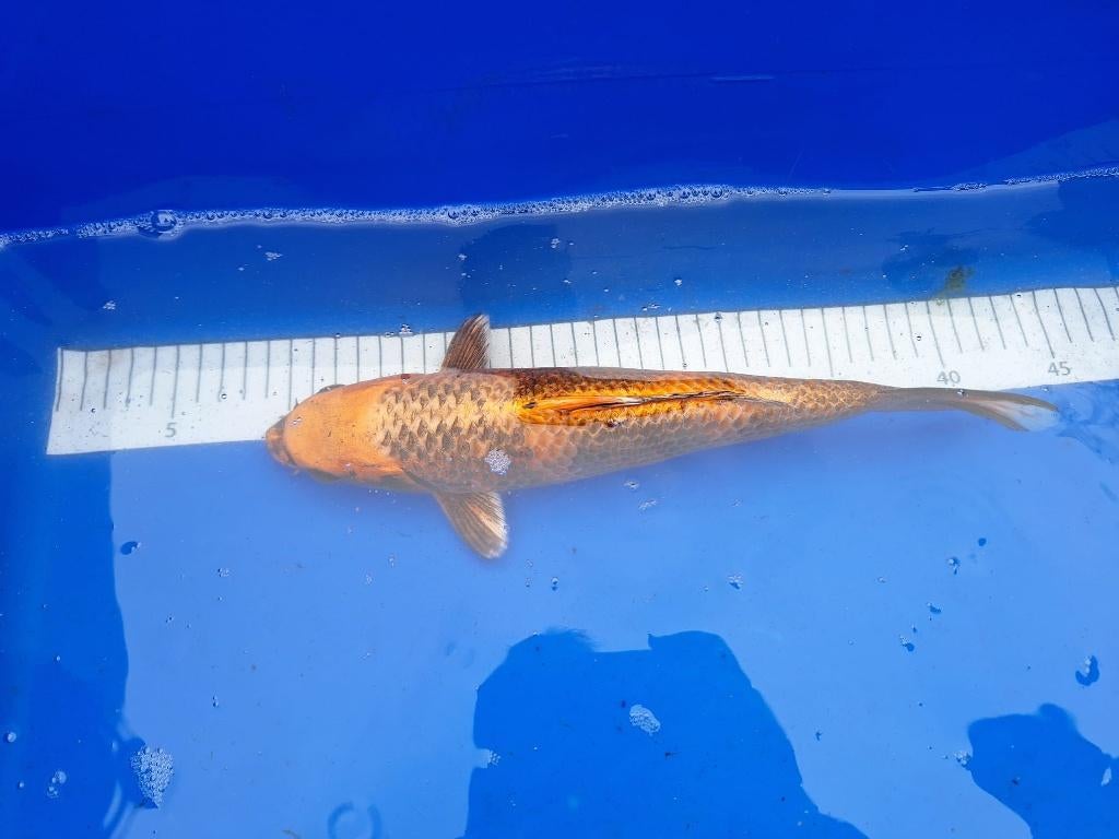 ER ZIJN WEER MOOIE NIEUWE KOI € 45,00 ps, Karper of Koi