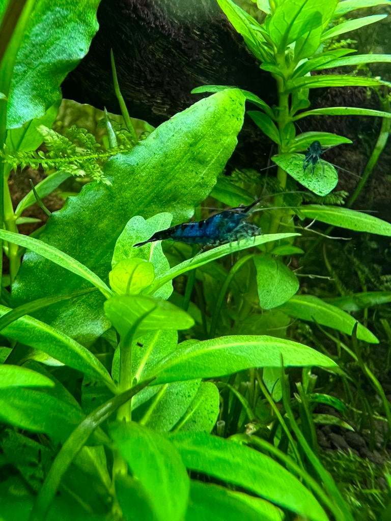 Blauwe garnalen (blue velvet), Dieren en Toebehoren, Kreeft, Krab of Garnaal
