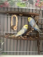 2 grasparkietjes, Meerdere dieren, Parkiet, Tam