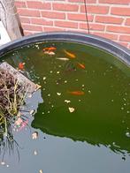 Vijver vissen, Dieren en Toebehoren, Goudvis(sen)