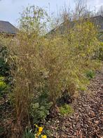 6 bamboe planten, Ophalen of Verzenden, Bamboe