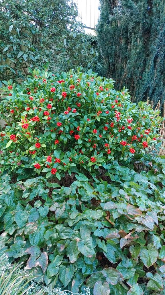 Grote Skimmia Japonica (vrouwelijke plant) met rode bessen, Tuin en Terras, Planten | Tuinplanten, Vaste plant, Overige soorten