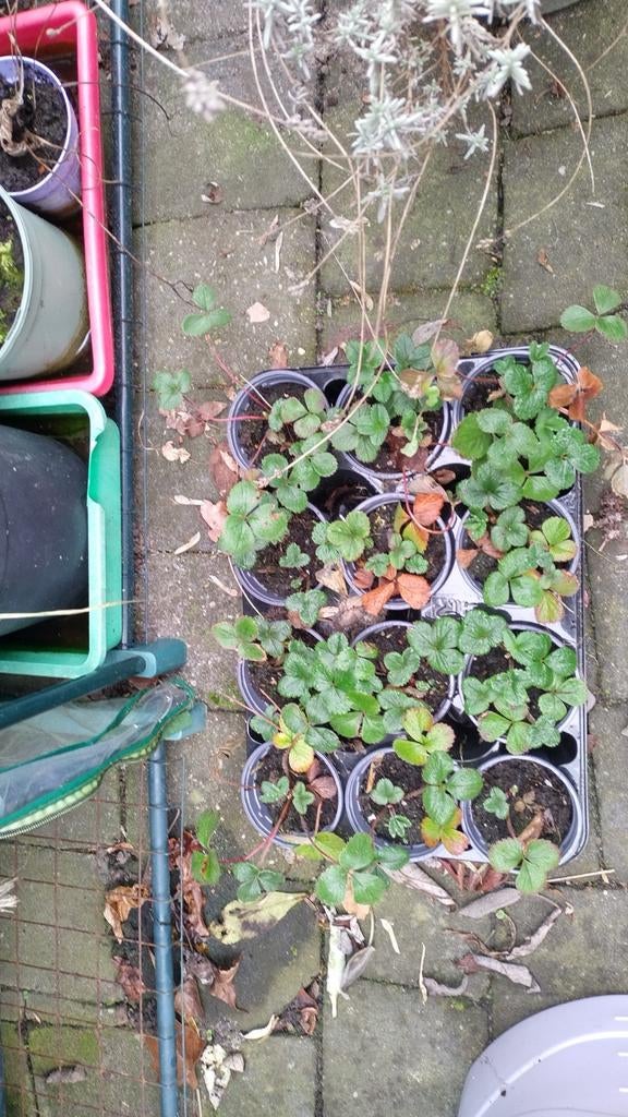 Frambozen aardbeien planten
En door bloeiers, Tuin en Terras, Planten | Tuinplanten, Ophalen, Volle zon