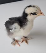 Kuikens, Geslacht onbekend, Kip