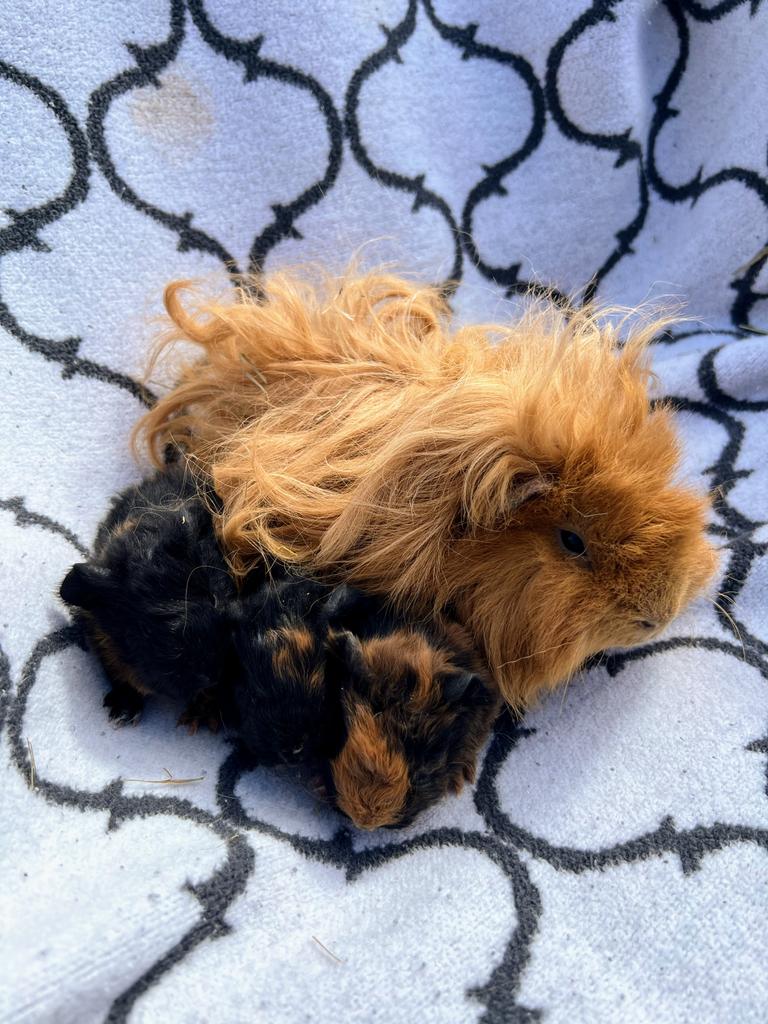 CH teddy / Lunkarya roodbruin / zwart, Dieren en Toebehoren, Cavia, April, Meerdere dieren, Tam