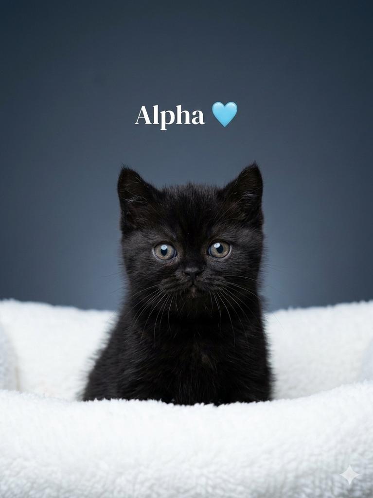 Prachtige Britse Korthaar Kittens met Stamboom, Dieren en Toebehoren, Katten en Kittens | Raskatten | Korthaar, Meerdere dieren