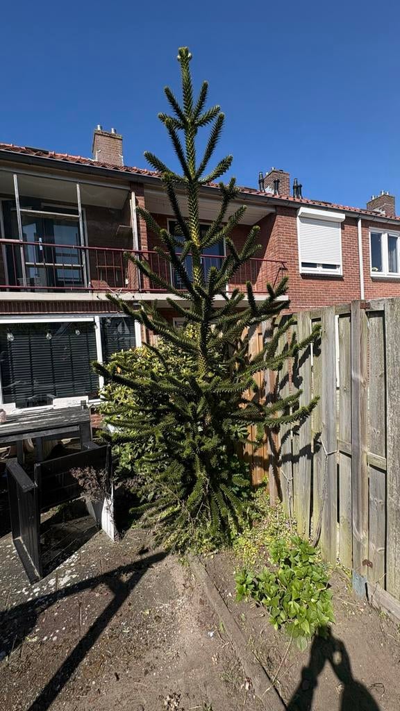 3,5 meter hoog, Volle zon, Bloeit niet, 250 tot 400 cm, Overige soorten