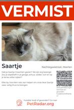 Ragdoll vermist, Dieren en Toebehoren, Vermiste en Gevonden Dieren, Kat