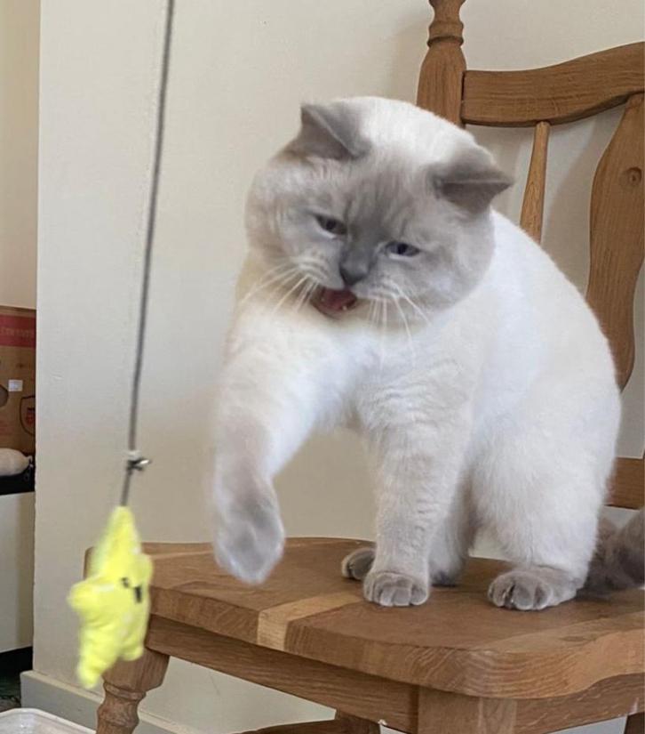 Brits korthaar dekkater met stamboom, Dieren en Toebehoren, Katten en Kittens | Raskatten | Korthaar, Kater, 3 tot 5 jaar, Met stamboom