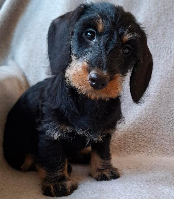 Ruwharige dwerg teckel pups, Dieren en Toebehoren, Honden | Teckels en Dashonden, Meerdere dieren, Ruwhaar, Dwerg, Fokker | Hobbymatig