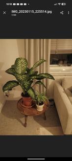 Salontafel massief hout, Huis en Inrichting, Ophalen, Gebruikt, 50 tot 100 cm, 50 tot 100 cm