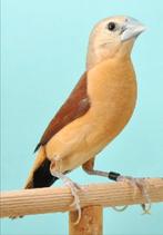 Mooie gele rietvink man, Mannelijk, Tropenvogel, Geringd