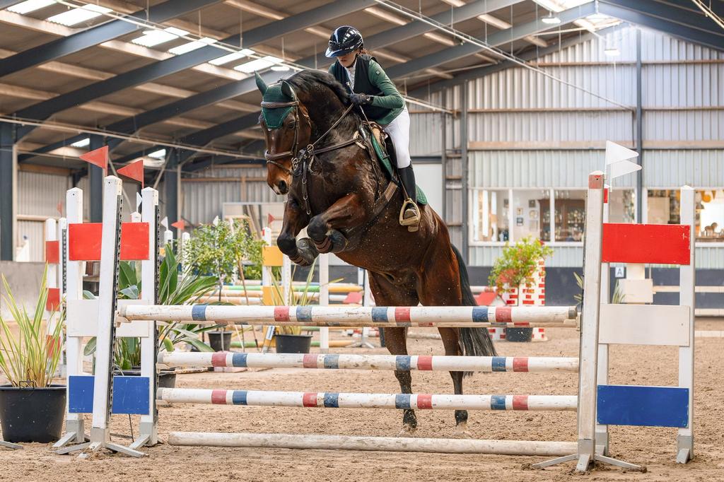 Superlieve allrounder ruin, Dieren en Toebehoren, Springpaard, Met stamboom, Ruin, 170 tot 175 cm