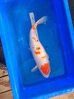 Koikarper koi karper kohaku, Karper of Koi