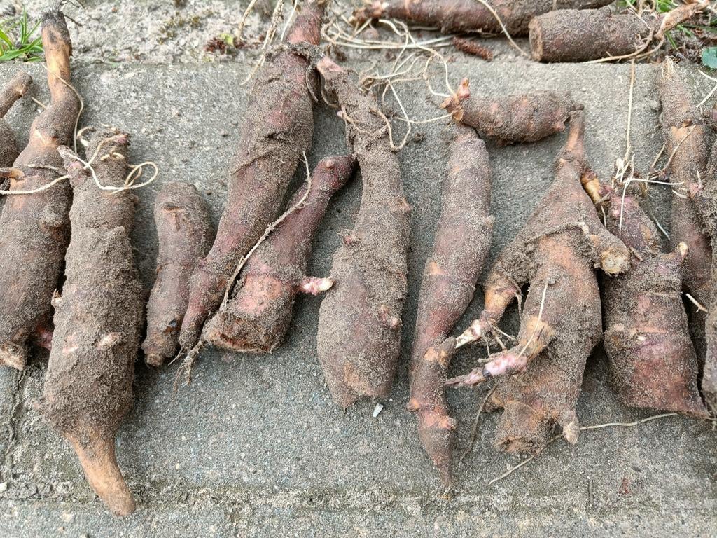 Mix van rassen aardperen en mix van oca knolletjes, Ophalen of Verzenden, Voorjaar, Volle zon, Knol