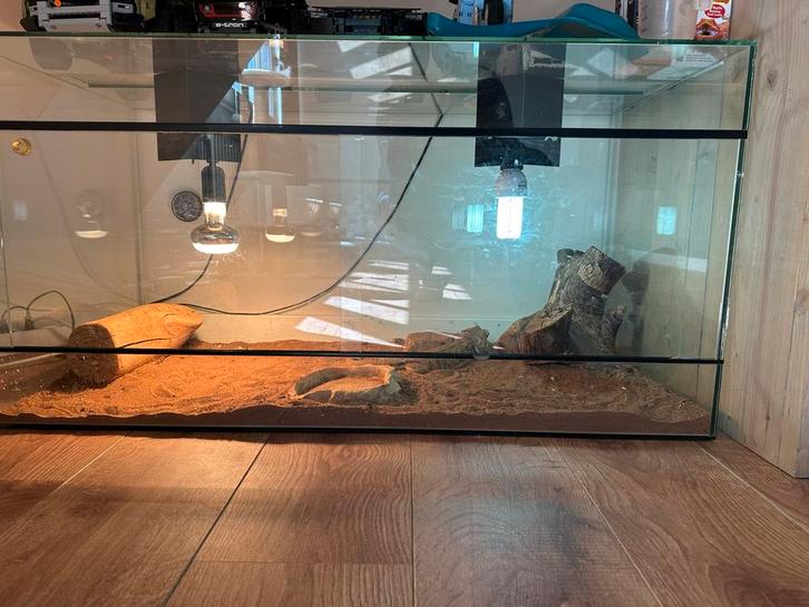Terrarium met baardagaam Bearded Dragon - unknown for sale from versteeg