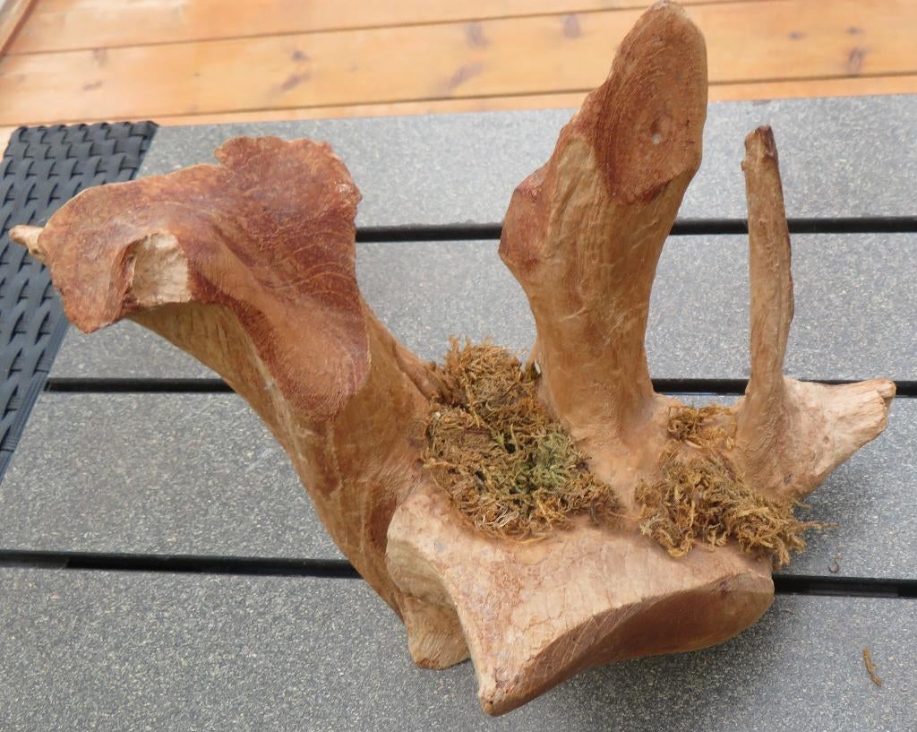 hout sculptuur, Antiek en Kunst, Ophalen of Verzenden, Hout, Houtsnijwerk