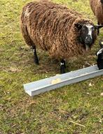 TK bonte ooi, Dieren en Toebehoren, Vrouwelijk, Schaap, 0 tot 2 jaar