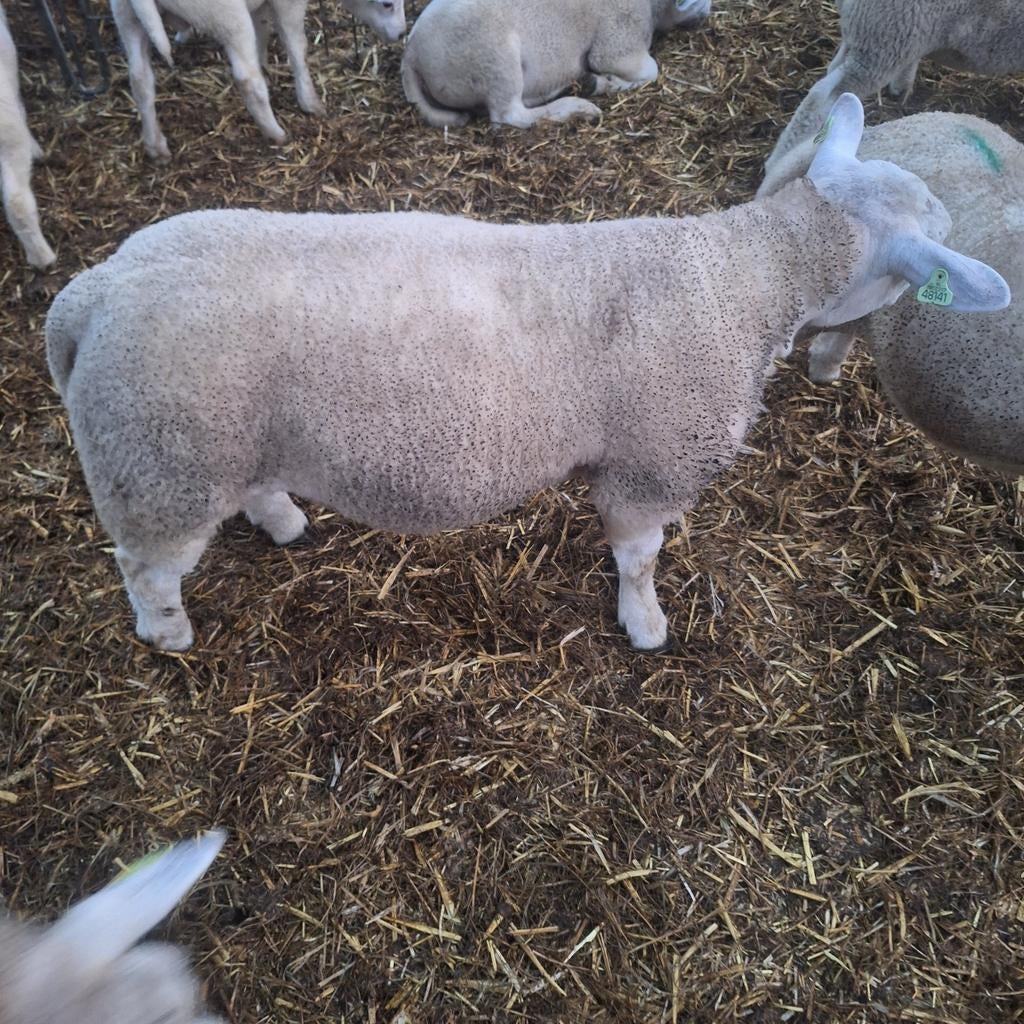 Ramlammeren, Dieren en Toebehoren, Schapen, Geiten en Varkens, Mannelijk, Schaap