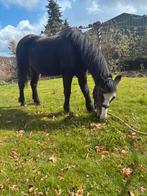 Weidemaatje te koop, Merrie, Niet van toepassing, A pony (tot 1.17m), 11 jaar of ouder