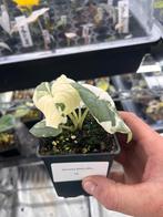 Alocasia Melo albo variegata, Overige soorten, In pot, Minder dan 100 cm, Bloeiende kamerplant