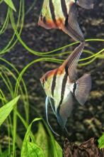 Gevraagd: vrouwtje(s) Manacapuru redback maanvis, Dieren en Toebehoren, Vis