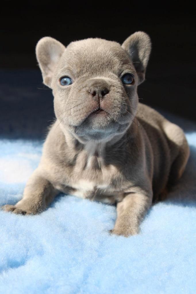 Franse Bulldop pups goed opgevoed, Dieren en Toebehoren, Honden | Bulldogs, Pinschers en Molossers, Meerdere dieren, Bulldog, Fokker | Professioneel