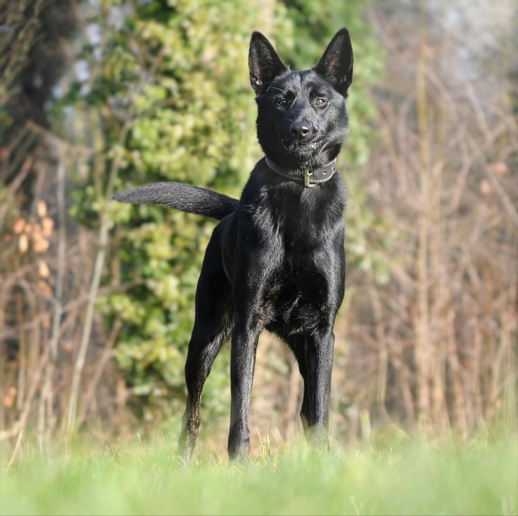 XHollandse herder teef, Parvo, 1 tot 2 jaar, Teef, Eén hond