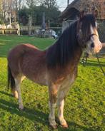 2 welsh ponys met uitstraling, Dieren en Toebehoren, Pony's, Met stamboom, Ruin, Niet van toepassing, A pony (tot 1.17m)