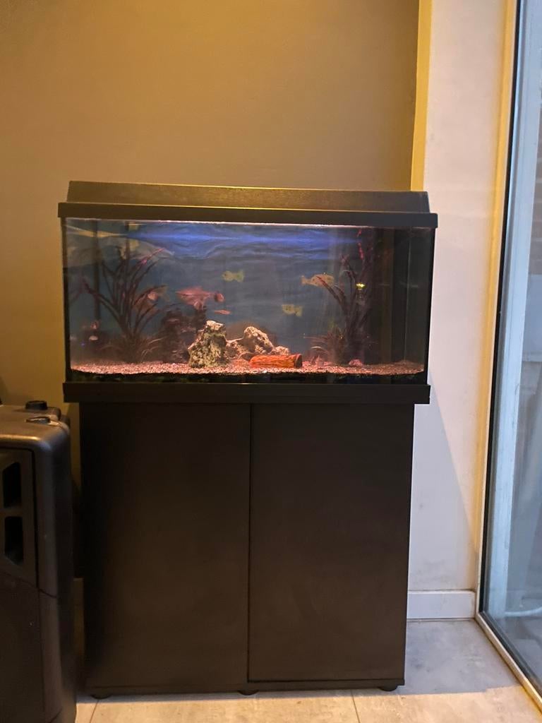 Aquarium, Dieren en Toebehoren, Gebruikt, Inclusief planten, Ophalen of Verzenden, Gevuld zoetwateraquarium