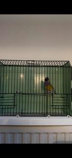 Gouldamadine cinnamon pop 2024, Dieren en Toebehoren, Vogels | Overige Vogels, Vrouwelijk, Tropenvogel, Geringd