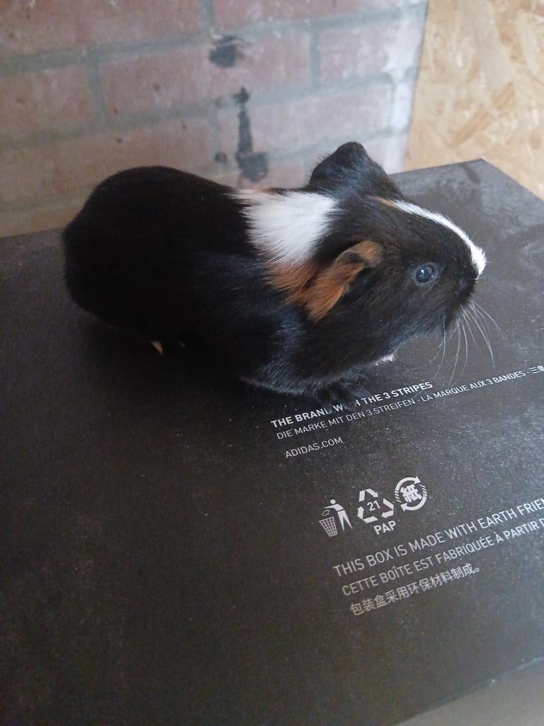 Cavia beer, Mannelijk, Tam, Maart, Cavia