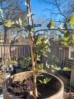 Quercus robur - Kurk-eik, Tuin en Terras, Planten | Bomen, Bloeit niet, Overige soorten, Ophalen, Volle zon